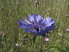 heemtuin_243x182_0255.jpg