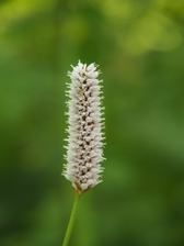 heemtuin_168x224_6628.jpg