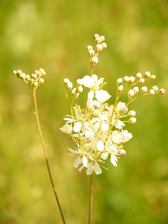 heemtuin_168x224_6643.jpg