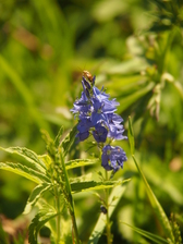 heemtuin_168x224_6648.jpg