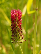heemtuin_168x224_6666.jpg