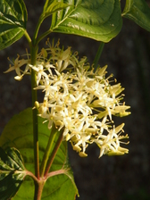 heemtuin_168x224_6672.jpg