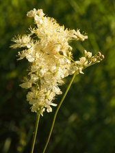 heemtuin_168x224_6690.jpg