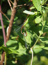 heemtuin_168x224_6715.jpg
