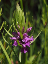 heemtuin_168x224_6722.jpg