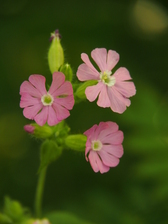 heemtuin_168x224_6732.jpg