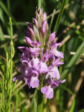 heemtuin_168x224_6796.jpg