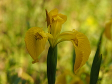 heemtuin_224x168_6630.jpg