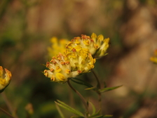 heemtuin_224x168_6640.jpg