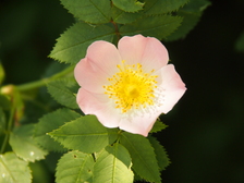 heemtuin_224x168_6642.jpg