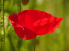 heemtuin_224x168_6649.jpg