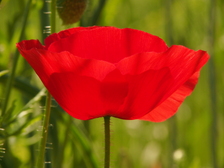heemtuin_224x168_6653.jpg