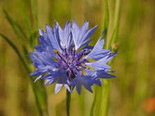 heemtuin_224x168_6659.jpg