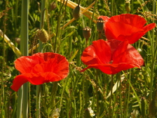 heemtuin_224x168_6675.jpg