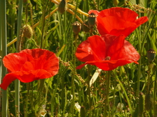 heemtuin_224x168_6676.jpg