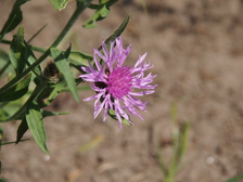 heemtuin_224x168_6709.jpg