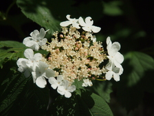 heemtuin_224x168_6711.jpg