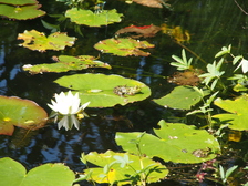 heemtuin_224x168_6713.jpg