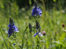 heemtuin_224x168_6737.jpg