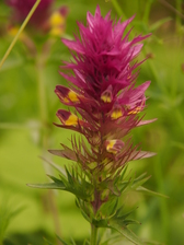 heemtuin_168x224_1898.jpg