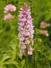 heemtuin_168x224_1900.jpg