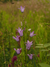 heemtuin_168x224_1902.jpg