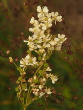 heemtuin_168x224_1914.jpg