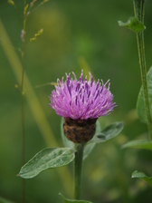 heemtuin_168x224_2022.jpg