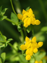 heemtuin_168x224_2031.jpg