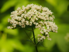 heemtuin_224x168_1924.jpg