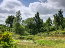 heemtuin_224x168_1955_6_7_8_9.jpg