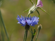 heemtuin_224x168_1985.jpg