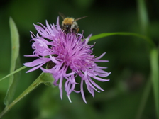 heemtuin_224x168_2018.jpg