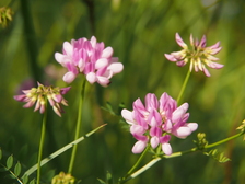 heemtuin_224x168_2040.jpg
