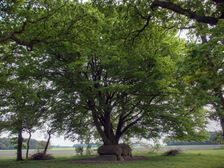 hunebed_224x168_0038.jpg