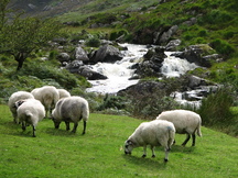 ierland_216x162_6439.jpg