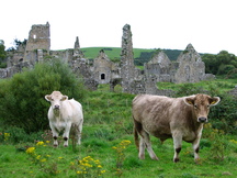 ierland_216x162_6542.jpg