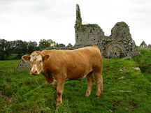 ierland_216x162_6568.jpg
