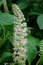 kalmthout_150x225_020.jpg