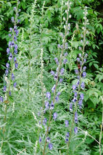 kalmthout_150x225_033.jpg