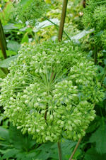 kalmthout_150x225_055.jpg
