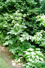 kalmthout_150x225_056.jpg