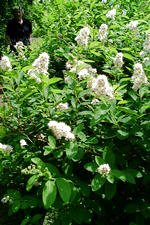 kalmthout_150x225_061.jpg