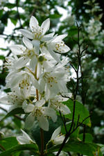 kalmthout_150x225_072.jpg