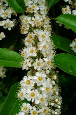 kalmthout_150x225_116.jpg