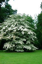 kalmthout_150x225_117.jpg