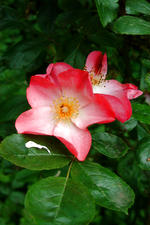 kalmthout_150x225_119.jpg