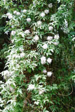 kalmthout_150x225_121.jpg