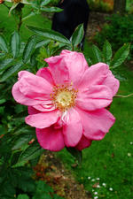 kalmthout_150x225_132.jpg