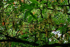 kalmthout_225x150_003.jpg